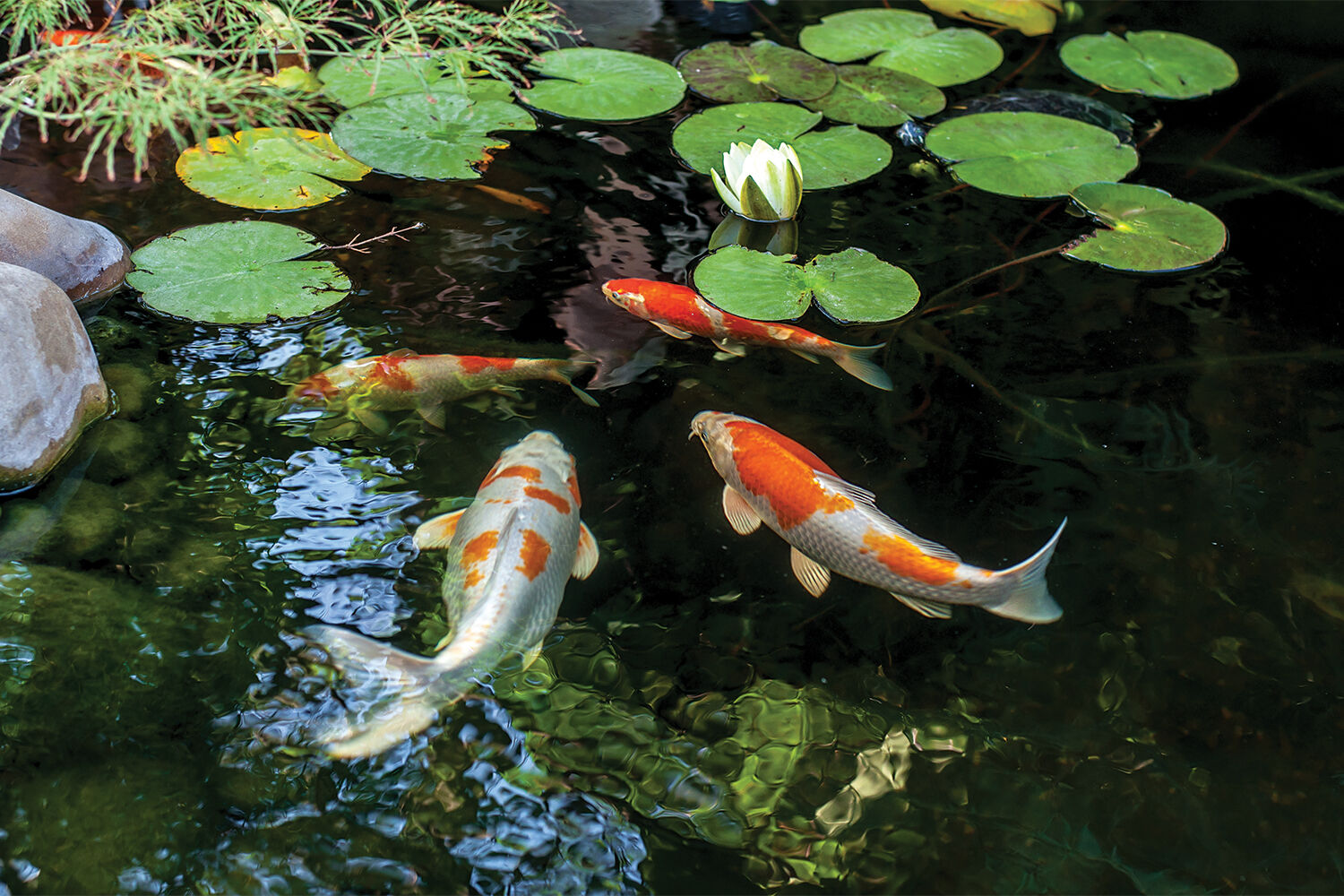 Botanical Gardens Koi